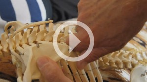 1st Rib Correction – A Reflex Release Manual Therapy Technique via Left